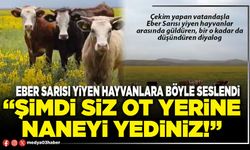 Eber sarısı yiyen hayvanlara seslendi: “Şimdi siz ot yerine naneyi yediniz!”