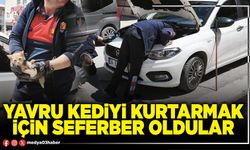 Yavru kediyi kurtarmak için seferber oldular