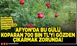 Afyon’da bu gülü koparan 700 Bin TL’yi gözden çıkarmak zorunda!