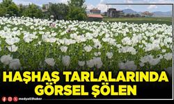 Haşhaş tarlalarında görsel şölen