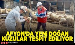 Afyon’da yeni doğan kuzular tespit ediliyor