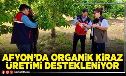 Afyon’da organik kiraz üretimi destekleniyor