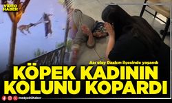 Köpek kadının kolunu kopardı