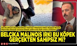 Belçika Malinois ırkı bu köpek gerçekten sahipsiz mi?