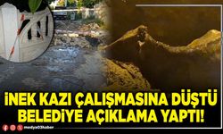 İnek kazı çalışmasına düştü Belediye açıklama yaptı!