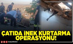 Çatıda inek kurtarma operasyonu!