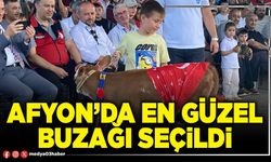 Afyon’da en güzel buzağı seçildi