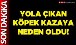 Yola çıkan köpek kazaya neden oldu!