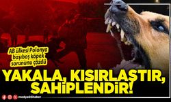 Yakala, kısırlaştır, sahiplendir!