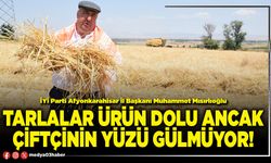 Tarlalar ürün dolu ancak çiftçinin yüzü gülmüyor!