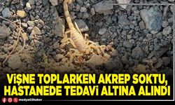Vişne toplarken akrep soktu, hastanede tedavi altına alındı