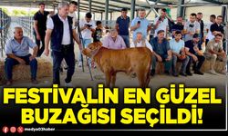 Festivalin en güzel buzağısı seçildi!
