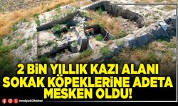 2 Bin yıllık kazı alanı sokak köpeklerine adeta mesken oldu!