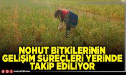 Nohut bitkilerinin gelişim süreçleri yerinde takip ediliyor