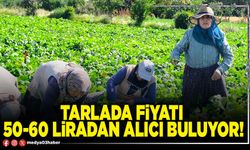 Tarlada fiyatı 50-60 liradan alıcı buluyor!