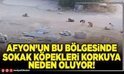 Afyon’un bu bölgesinde sokak köpekleri korkuya neden oluyor!