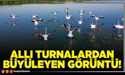 Allı turnalardan büyüleyen görüntü!