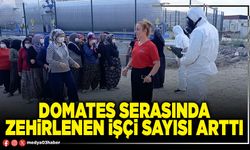 Domates serasında zehirlenen işçi sayısı arttı