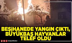 Besihanede yangın çıktı, büyükbaş hayvanlar telef oldu