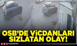 OSB’de vicdanları sızlatan olay!
