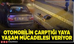 Otomobilin çarptığı yaya yaşam mücadelesi veriyor