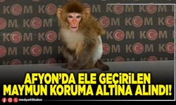 Afyon’da ele geçirilen maymun koruma altına alındı!