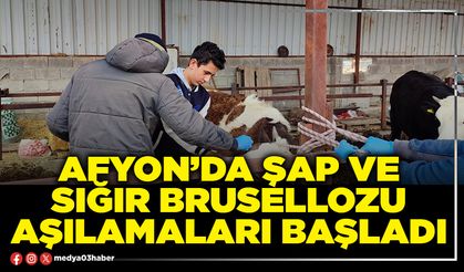Afyon’da şap ve sığır brusellozu aşılamaları başladı