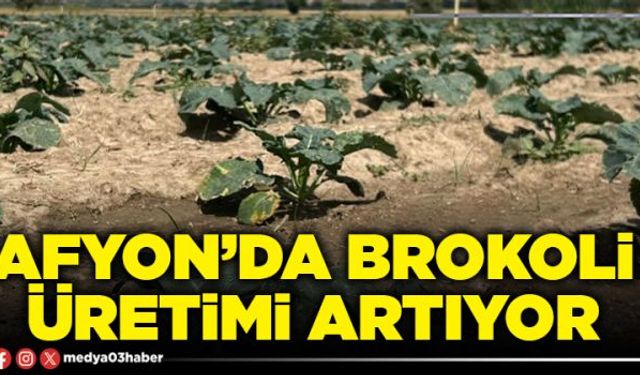 Afyon’da brokoli üretimi artıyor