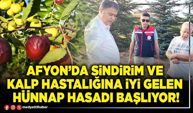 Afyon’da sindirim ve kalp hastalığına iyi gelen hünnap hasadı başlıyor!