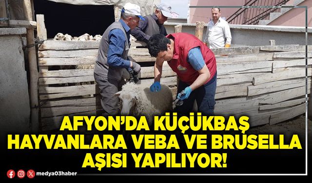 Afyon’da küçükbaş hayvanlara veba ve brusella aşısı yapılıyor!