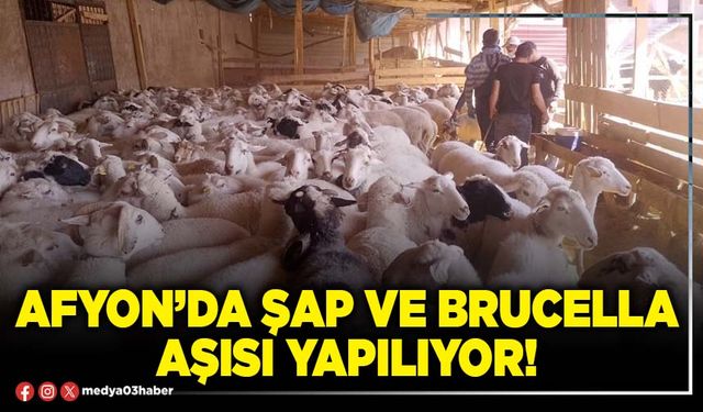 Afyon’da şap ve brucella aşısı yapılıyor!