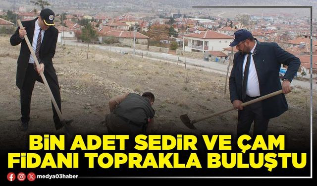 Bin adet sedir ve çam fidanı toprakla buluştu