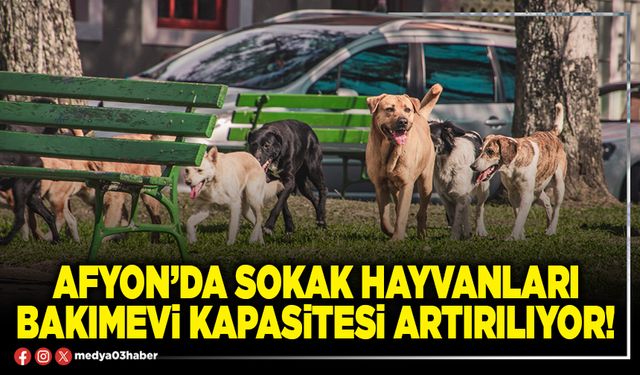 Afyon’da sokak hayvanları bakımevi kapasitesi artırılıyor!