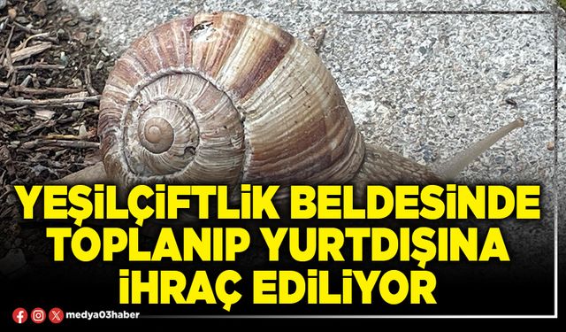 Yeşilçiftlik Beldesinde toplanıp yurtdışına ihraç ediliyor