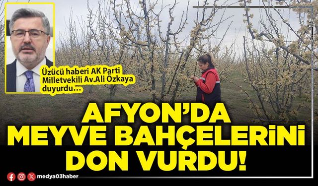 Afyon’da meyve bahçelerini don vurdu!