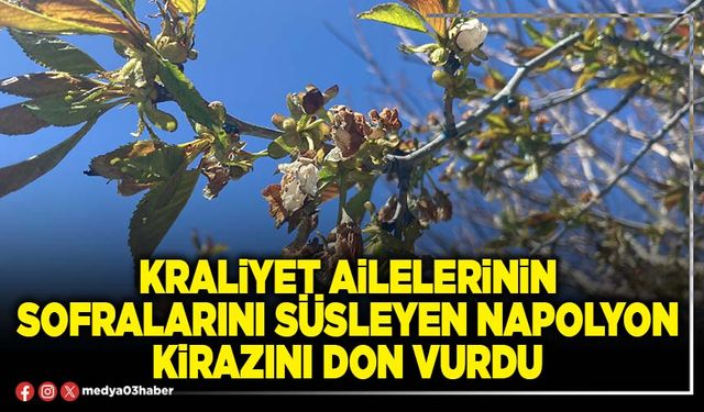 Kraliyet ailelerinin sofralarını süsleyen napolyon kirazını don vurdu