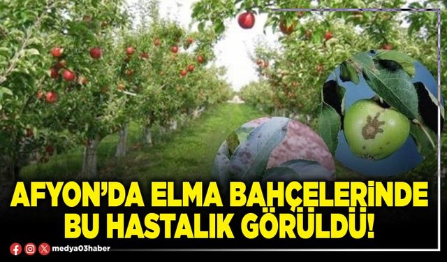 Afyon’da elma bahçelerinde bu hastalık görüldü!