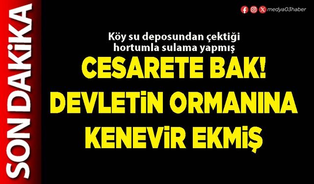 Cesarete bak! Devletin ormanına kenevir ekmiş