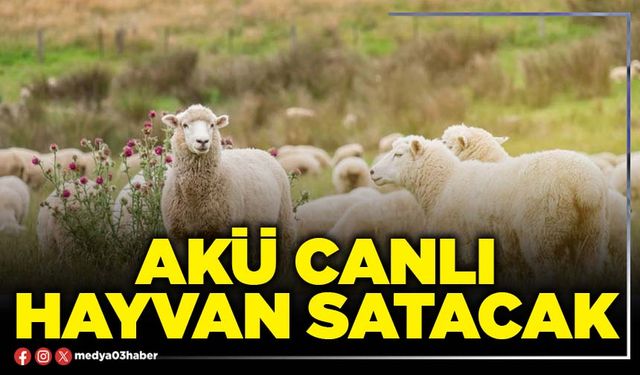AKÜ canlı hayvan satacak