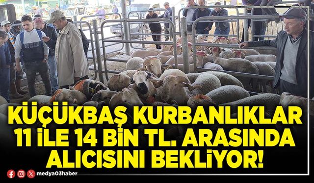 Küçükbaş kurbanlıklar 11 ile 14 bin TL. arasında alıcısını bekliyor!