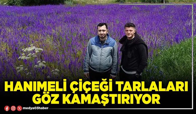 Hanımeli çiçeği tarlaları göz kamaştırıyor