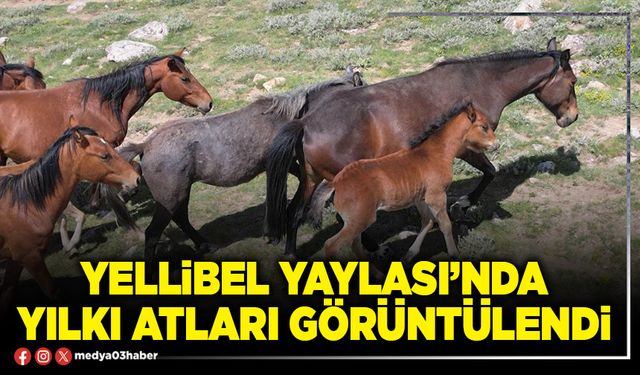 Yellibel Yaylası’nda yılkı atları görüntülendi