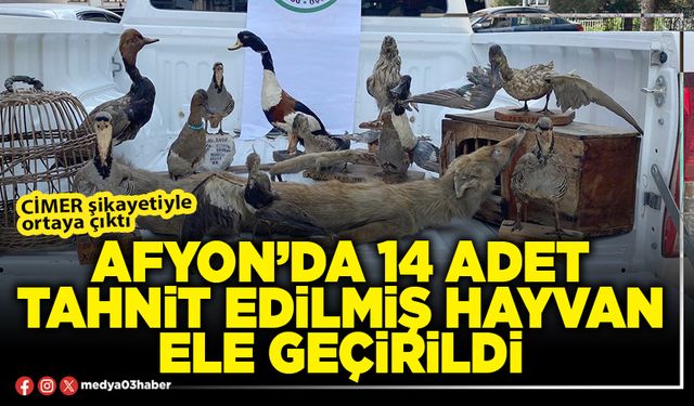 Afyon’da 14 adet tahnit edilmiş hayvan ele geçirildi