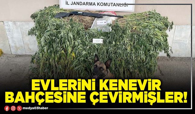 Evlerini kenevir bahçesine çevirmişler!