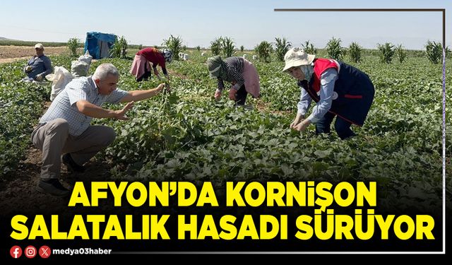 Afyon’da kornişon salatalık hasadı sürüyor