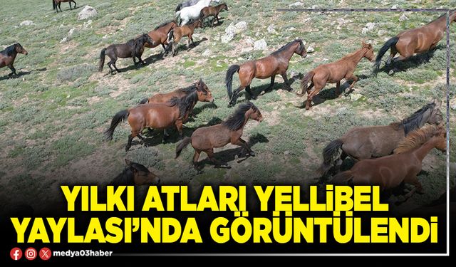 Yılkı Atları Yellibel Yaylası’nda görüntülendi