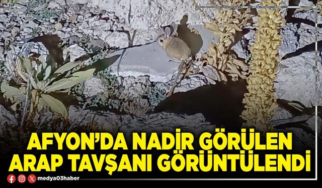 Afyon’da nadir görülen Arap Tavşanı görüntülendi