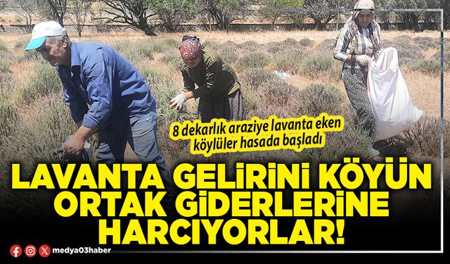 Lavanta gelirini köyün ortak giderlerine harcıyorlar!