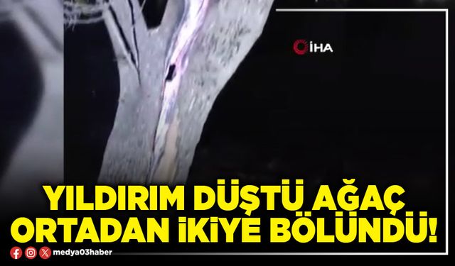 Yıldırım düştü ağaç ortadan ikiye bölündü!