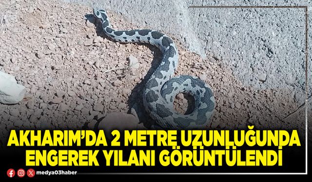 Akharım’da 2 metre uzunluğunda engerek yılanı görüntülendi